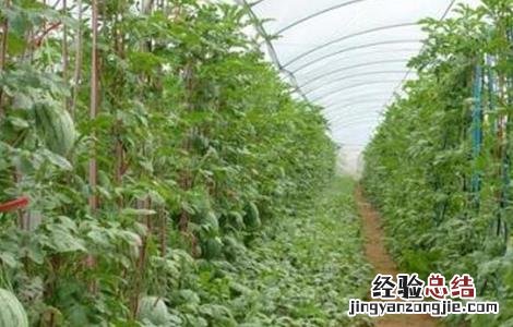 大棚西瓜的管理技术 大棚种植西瓜管理技术