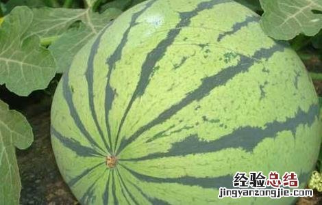 大棚西瓜的管理技术 大棚种植西瓜管理技术
