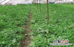 大棚西瓜的管理技术 大棚种植西瓜管理技术