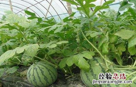 大棚西瓜的管理技术 大棚种植西瓜管理技术