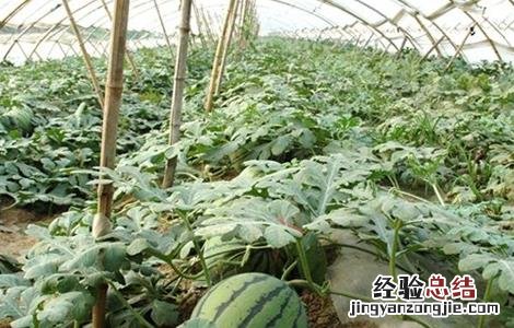 大棚西瓜的管理技术 大棚种植西瓜管理技术