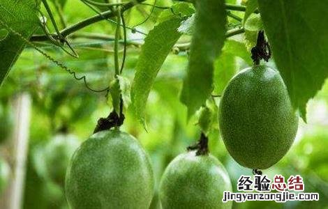 百香果种植为什么会亏本 百香果种植赚钱吗
