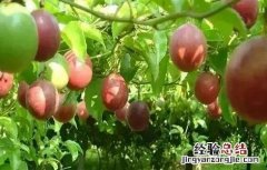 百香果种植为什么会亏本 百香果种植赚钱吗