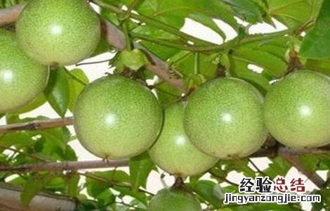 百香果种植为什么会亏本 百香果种植赚钱吗