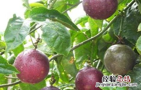 百香果种植为什么会亏本 百香果种植赚钱吗