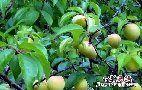 果梅的种植方法和管理 果梅的种植方法