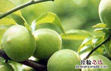 果梅的种植方法和管理 果梅的种植方法