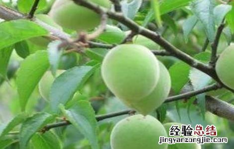 果梅的种植方法和管理 果梅的种植方法