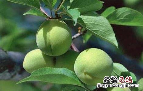 果梅的种植方法和管理 果梅的种植方法