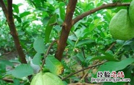 芭乐种植与管理技术 芭乐的种植与管理