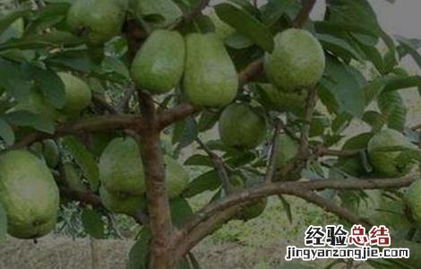 芭乐种植与管理技术 芭乐的种植与管理
