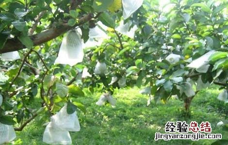 芭乐种植与管理技术 芭乐的种植与管理
