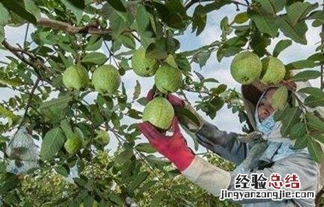 芭乐种植与管理技术 芭乐的种植与管理
