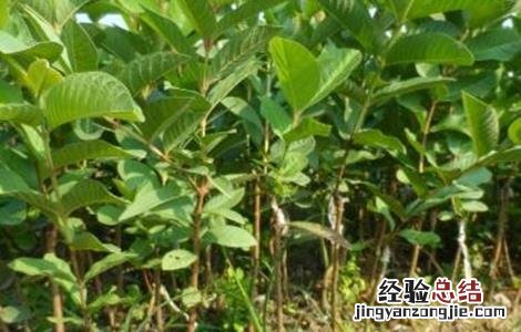 芭乐种植与管理技术 芭乐的种植与管理