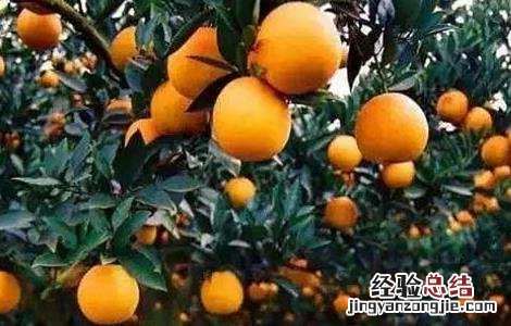 柑橘保花保果措施 柑橘保花保果措施图片