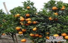 柑橘保花保果措施 柑橘保花保果措施图片