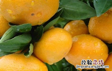 柑橘保花保果措施 柑橘保花保果措施图片
