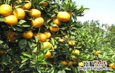 柑橘保花保果措施 柑橘保花保果措施图片