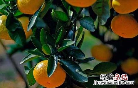 柑橘保花保果措施 柑橘保花保果措施图片