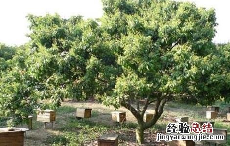 荔枝修剪技术与管理 荔枝修剪技术