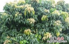 荔枝修剪技术与管理 荔枝修剪技术