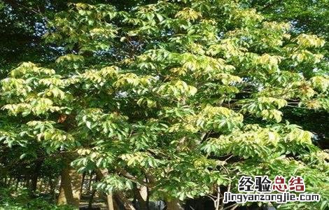荔枝修剪技术与管理 荔枝修剪技术