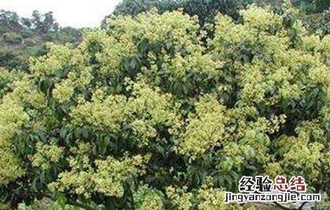 荔枝修剪技术与管理 荔枝修剪技术