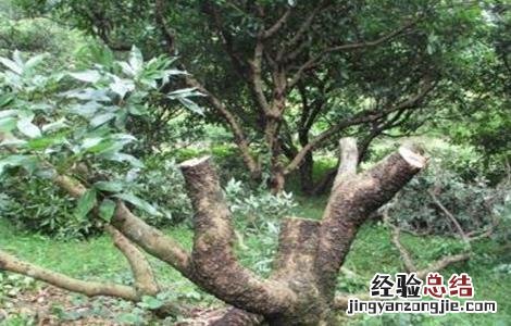 荔枝修剪技术与管理 荔枝修剪技术