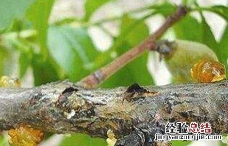 桃树流胶病防治怎么防治 怎样防治桃树流胶病