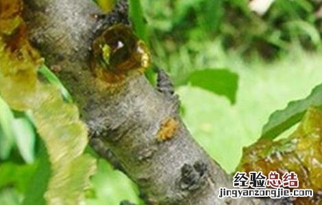 桃树流胶病防治怎么防治 怎样防治桃树流胶病