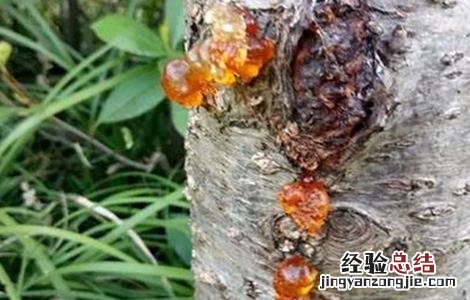 桃树流胶病防治怎么防治 怎样防治桃树流胶病