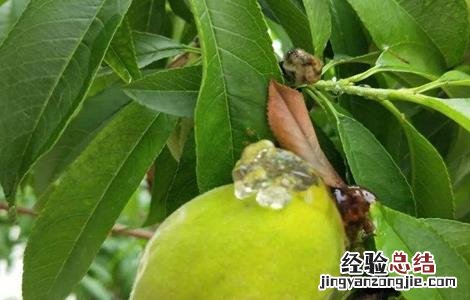 桃树流胶病防治怎么防治 怎样防治桃树流胶病