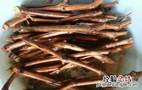 葡萄育苗技术 葡萄育苗技术标准