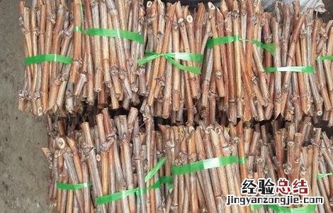 葡萄育苗技术 葡萄育苗技术标准