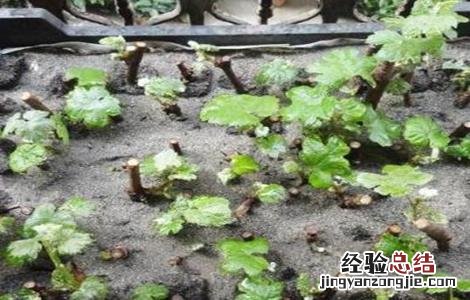 葡萄育苗技术 葡萄育苗技术标准