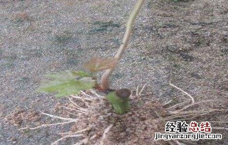 葡萄育苗技术 葡萄育苗技术标准