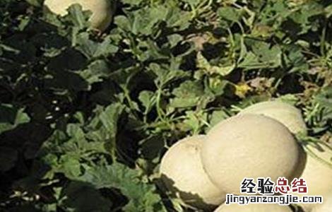 白兰瓜落花落果原因及预防措施 白兰瓜落花落果原因及预防措施