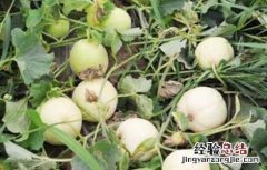 白兰瓜落花落果原因及预防措施 白兰瓜落花落果原因及预防措施