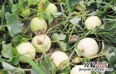 白兰瓜落花落果原因及预防措施 白兰瓜落花落果原因及预防措施