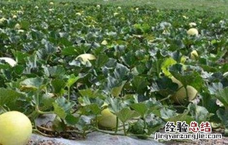 白兰瓜落花落果原因及预防措施 白兰瓜落花落果原因及预防措施