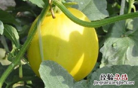 白兰瓜落花落果原因及预防措施 白兰瓜落花落果原因及预防措施