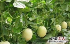 白兰瓜种植技术 白兰瓜种植技术和管理