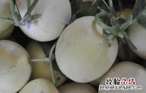 白兰瓜种植技术 白兰瓜种植技术和管理