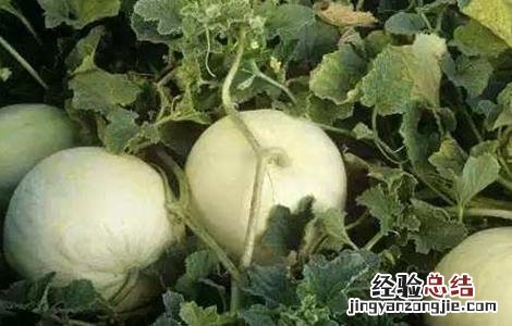 白兰瓜种植技术 白兰瓜种植技术和管理