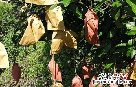 芒果结果期的管理 芒果结果后怎么管理