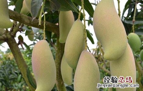 芒果结果期的管理 芒果结果后怎么管理
