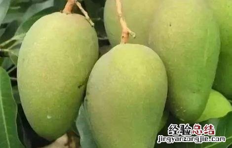 芒果结果期的管理 芒果结果后怎么管理
