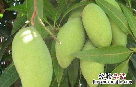 芒果结果期的管理 芒果结果后怎么管理