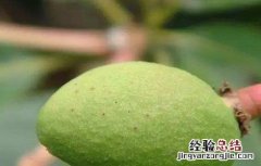 芒果结果期的管理 芒果结果后怎么管理