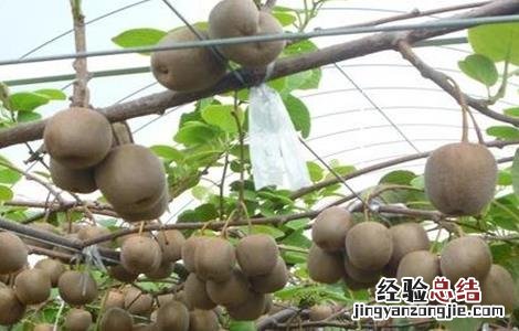 猕猴桃摘心技术 猕猴桃摘心技术视频
